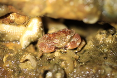 Glebocarcinus oregonensis