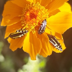 Acmaeodera scalaris