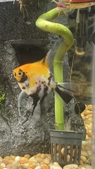 Pterophyllum scalare