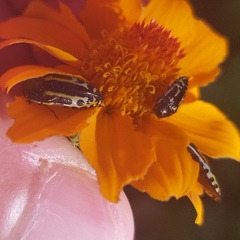 Acmaeodera scalaris
