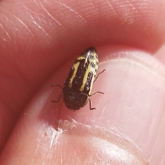 Acmaeodera scalaris