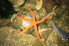 Henricia
