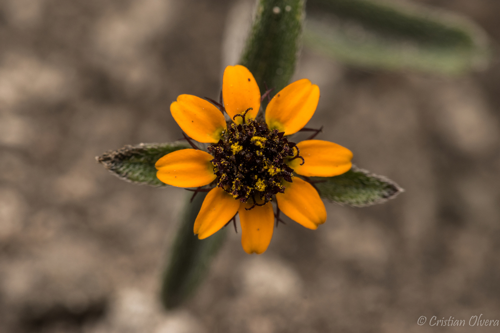 Sanvitalia angustifolia
