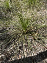 Xanthorrhoea