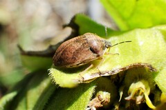 Homaemus aeneifrons