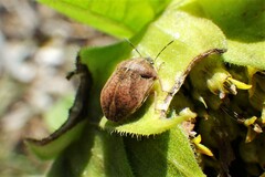 Homaemus aeneifrons