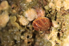 Chlamys hastata