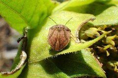 Homaemus aeneifrons
