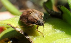Homaemus aeneifrons