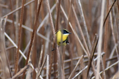 Tachuris rubrigastra