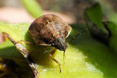 Homaemus aeneifrons