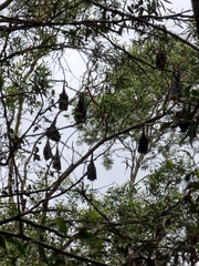 Pteropus alecto
