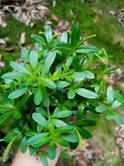 Peperomia leptophylla