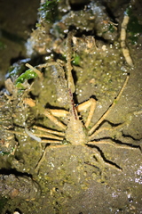 Oregonia gracilis