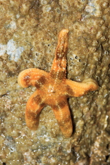 Evasterias troschelii