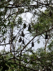 Pteropus alecto