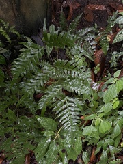 Pteris terminalis