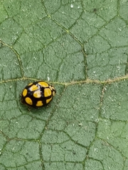 Harmonia testudinaria