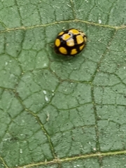 Harmonia testudinaria