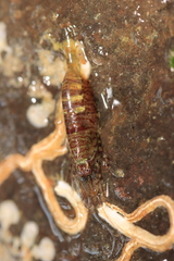 Heptacarpus pugettensis