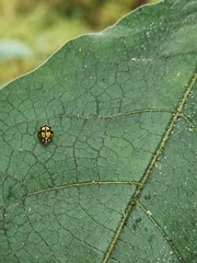 Harmonia testudinaria