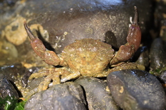 Lophopanopeus bellus