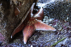 Dermasterias imbricata