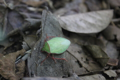 Chlorocoris distinctus