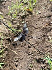 Erythrodiplax funerea