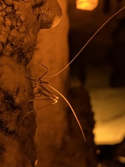 Hadenoecus subterraneus