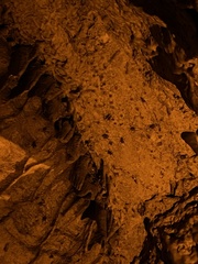 Hadenoecus subterraneus