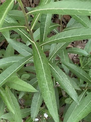 Verbesina virgata