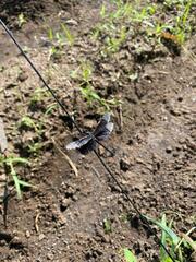 Erythrodiplax funerea