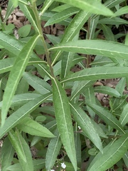Verbesina virgata