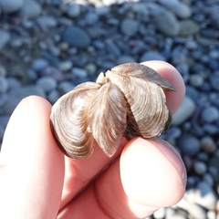 Dreissena bugensis