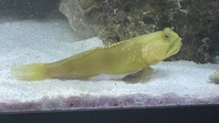 Cryptocentrus cinctus