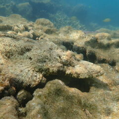 Cymbacephalus beauforti