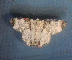 Pachyodes subtritus