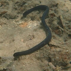 Emydocephalus annulatus