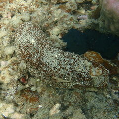 Actinopyga echinites