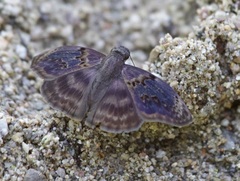 Chiomara mithrax