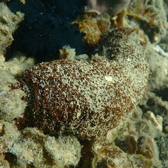 Actinopyga echinites