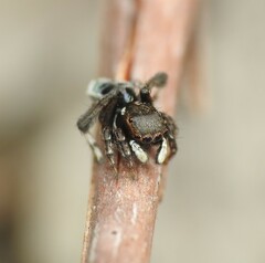 Maratus nigromaculatus