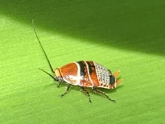 Ellipsidion
