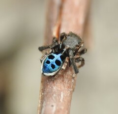 Maratus nigromaculatus