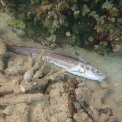 Plotosus lineatus