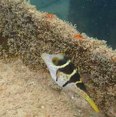Canthigaster valentini