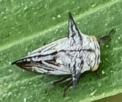 Aconophora compressa