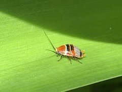 Ellipsidion