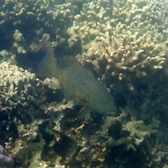 Plectropomus leopardus